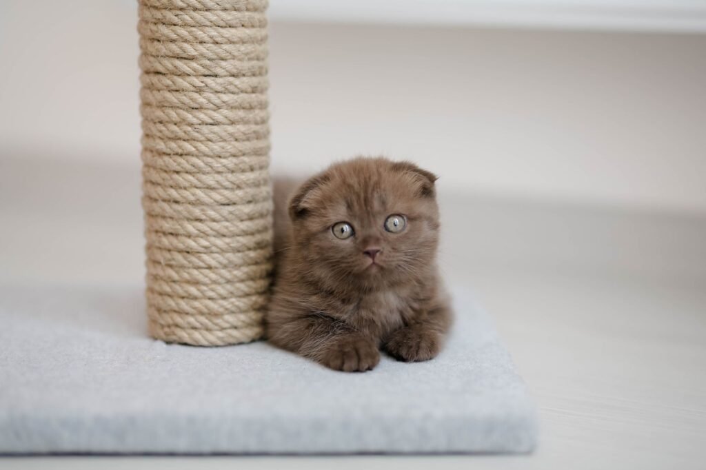 A cat enjoying its scratching post, a vital part of a stimulating environment