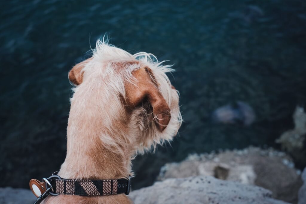 A close-up of a dog’s head as it gazes over water, offering a serene pet portrait