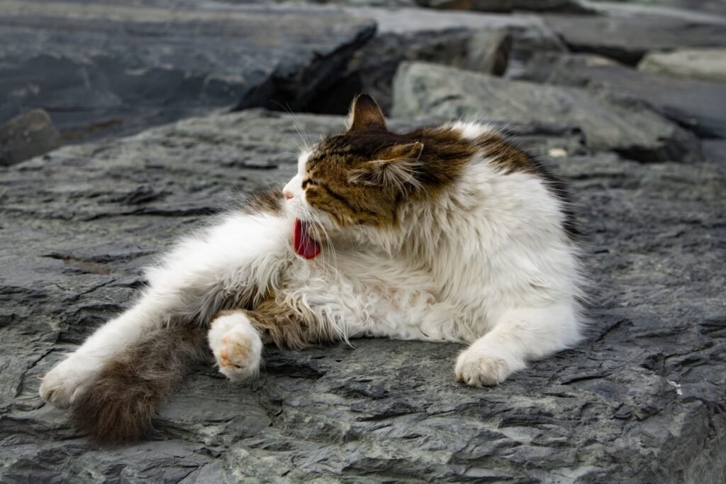 A fluffy cat grooming itself while relaxing on rocks in an outdoor setting