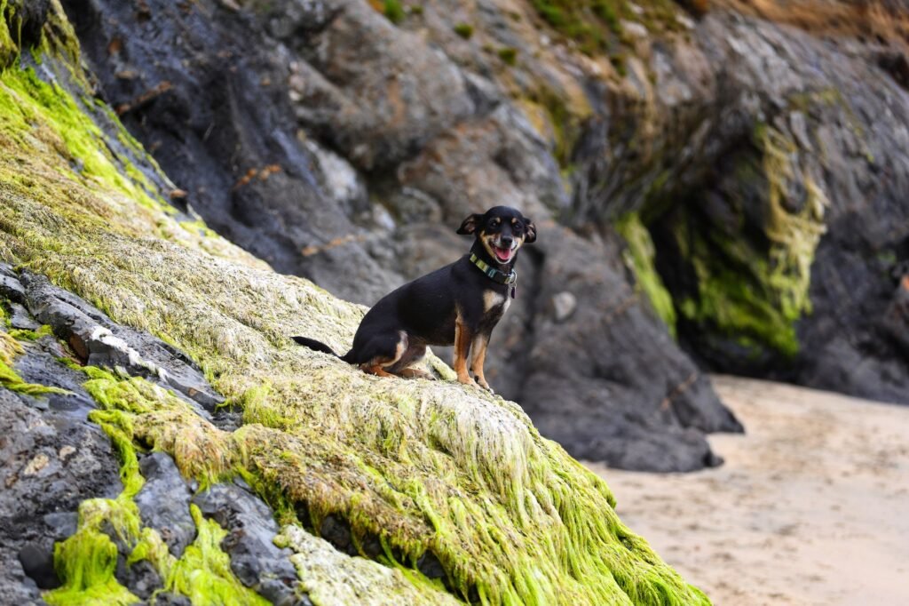 A happy dog standing on vibrant mossy rocks at Half Moon Bay beach