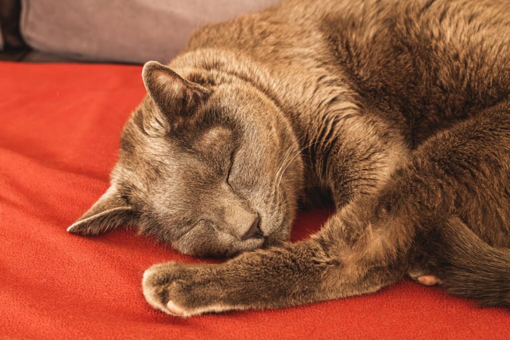 A peaceful cat sleeping soundly on a vibrant red blanket indoors