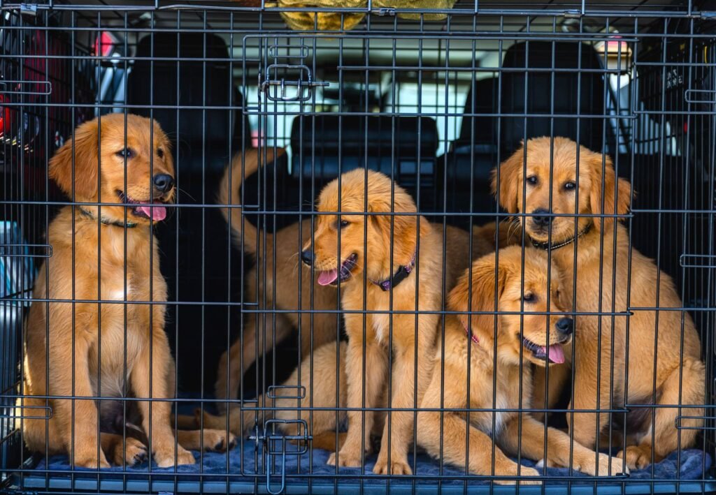 A small puppy rests comfortably on a soft bed inside a properly sized wire crate