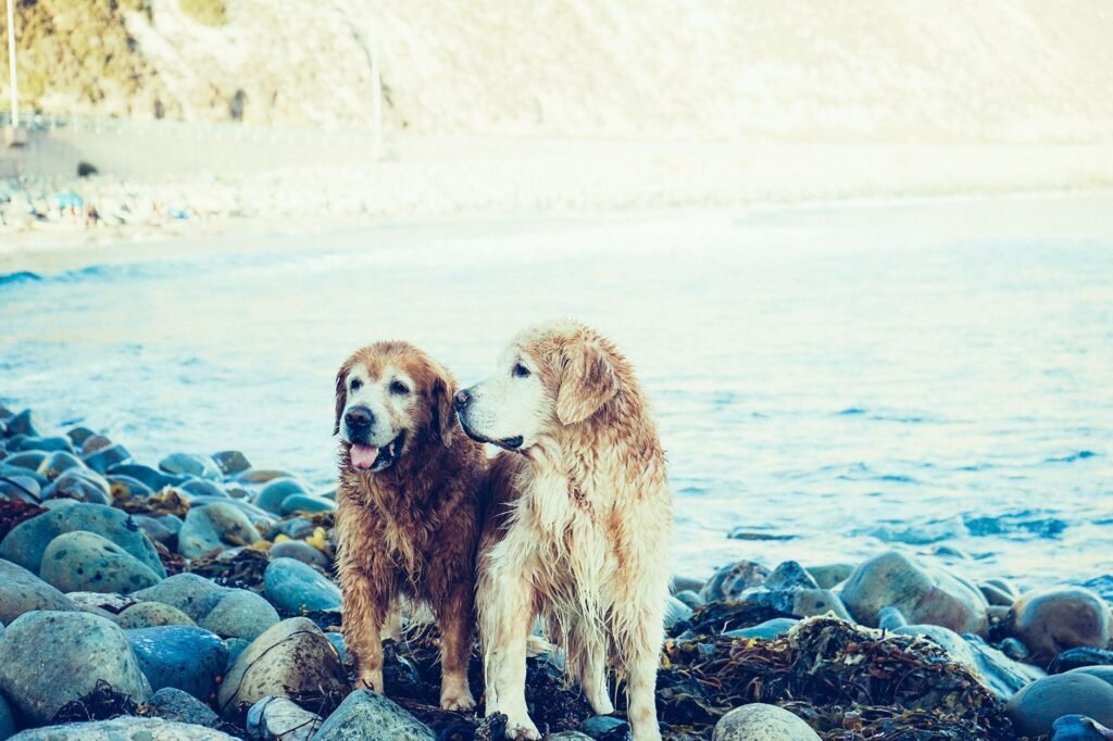 Can Dogs Eat Seaweed? What Vets Recommend for Safety