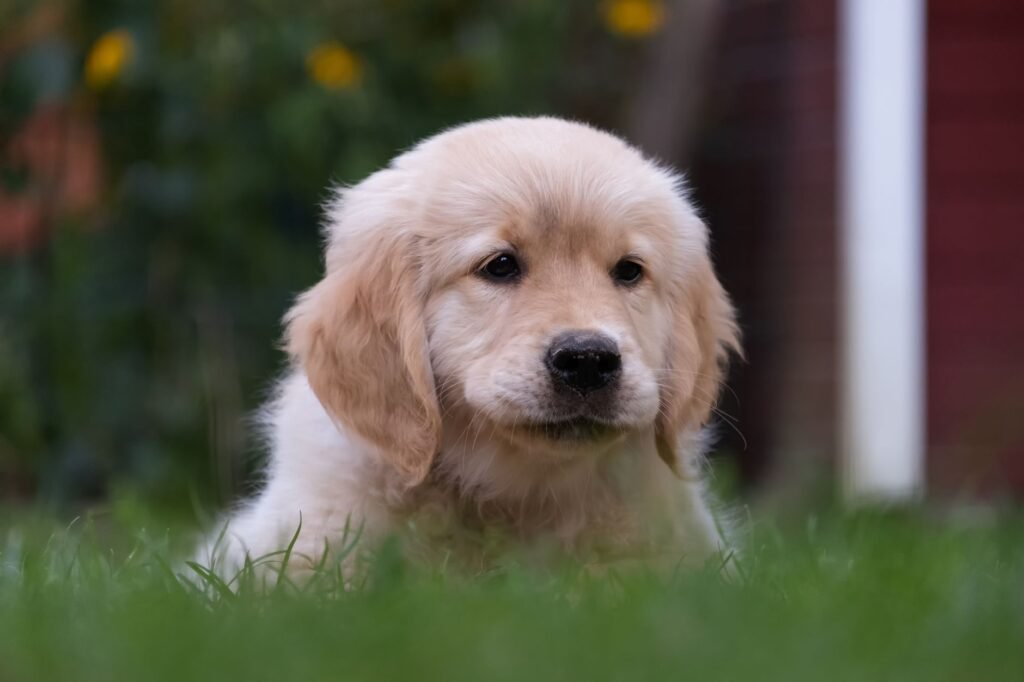 How to Crate Train a Puppy: A Step-by-Step Guide