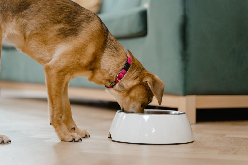 Rewarding your puppy with treats inside the crate helps build a positive association with the space