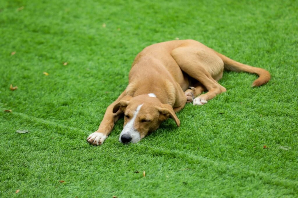 Taking your puppy outside for regular potty breaks is essential for successful crate training