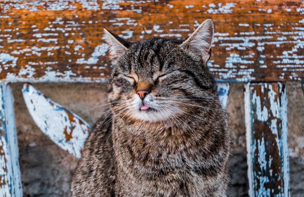 Ways to Make Your Cat Love You More Every Day